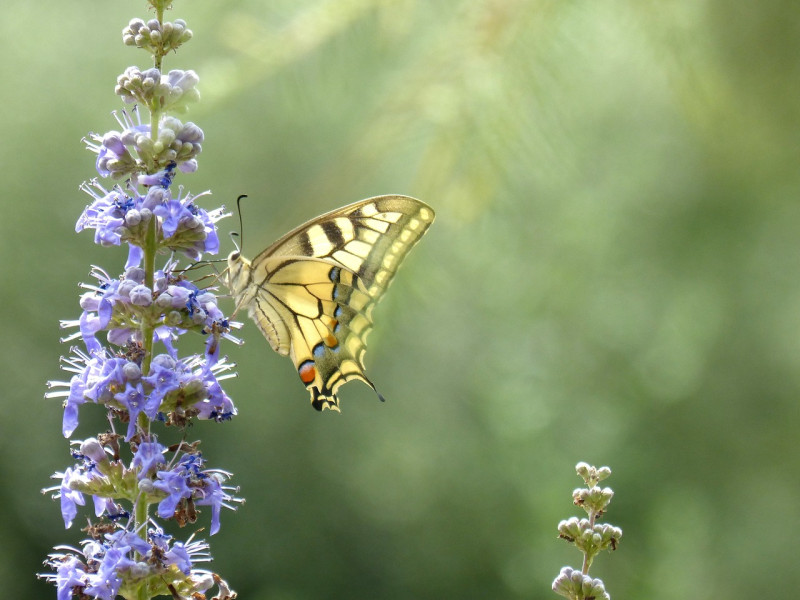 machaon-vlinderplanten- koninginnepage-waardplanten